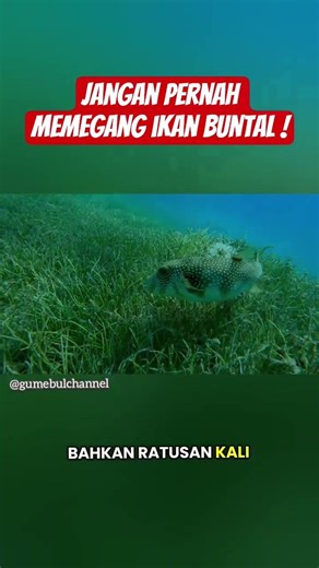 Jangan Pernah Memegang Ikan Buntal ! #ikan #ikanbuntal #hindisong #binatang #faktahewan #faktaunik
