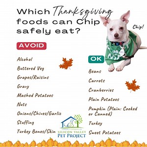 旅 This Thanksgiving, let’s keep our pets safe! While we enjoy the...