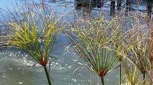 Papirus Videos: Download 4+ Free 4K & HD Stock Footage Clips - Pixabay