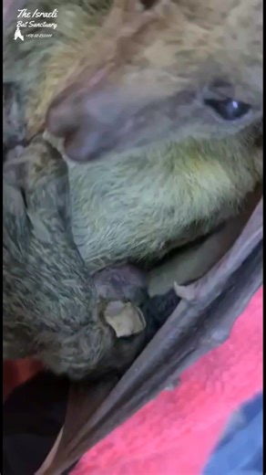 Momma bat nursing her little baby #babybat #momandbaby #wildlife #animalsanctuary #fostercare #wholesome #nursing #newborn #stellaluna #skypuppy #batsofinstagram | The Israeli Bat Sanctuary