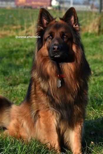 German Shepherds have an incredible bite force of around 238 PSI, making them both powerful protectors and highly effective working dogs. 🐶