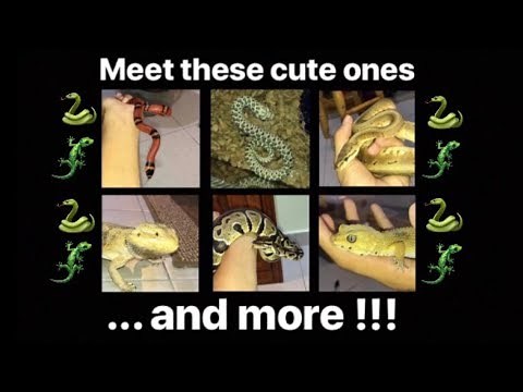 MEET all my PET REPTILES !!!