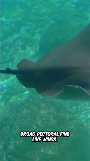 Manta Ray 🐋 Explained in 120 Seconds