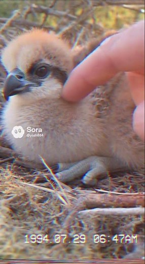 Touching a Baby Osprey’s Fluffy Chest — Silent VHS Nature Moment #VHS #Osprey #CuteAnimals