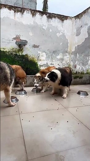 Unleash the Joy: Husky vs Border Collie - A Spiritual Puppy's Silly Adventures