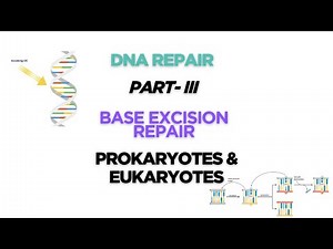 Base Excision Repair | Prokaryotes & Eukaryotes | DNA Repair Mechanism | Molecular Biology
