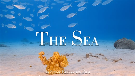 Exploring Under the Sea – Octopus, Cuttlefish, Squids, Rays and Mobulas in 4K