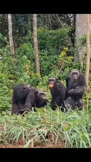 Vj Joe Kryptone | Chimpanzee intelligence reflects millions of years of evolution. 🧠🐒 Sharing nearly 98% of human DNA, chimps demonstrate advanced cognitive... | Instagram