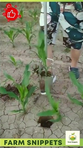 Transplanting corn seedlings using excellent tools. #001 #farming #tools