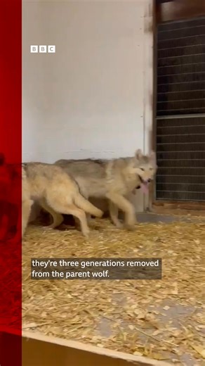 A DNA test has revealed whether three wolf-like animals found roaming the streets in Lancashire on the day before Halloween were actually wolves. Read more: https://bbc.in/4qNj30k | BBC Lancashire