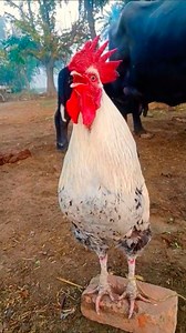 sunrise rooster crowing sound early morning sound #sesi​ #murga​ #assel​ #aseel​ #chicken​ #horoz​ #seval | Wild BIRDS