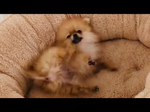 Pomeranian puppy EXPERT Reveals CUTEST Moments Ever!