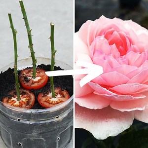 A Technique for Planting Roses to Boost Flowering | Balcony & Garden