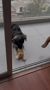 Some folks know EXACTLY know how to push your buttons! 🤣💥🐶 (Via - Alejandra M.) #Dogs #Siblings | Try Not to Laugh