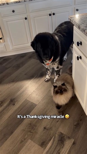 It’s a Thanksgiving miracle 🤭 #dogs #cats | Charlie The Golden