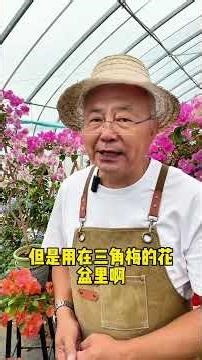 Unlock Bougainvillea Bloom! 5 Easy Steps