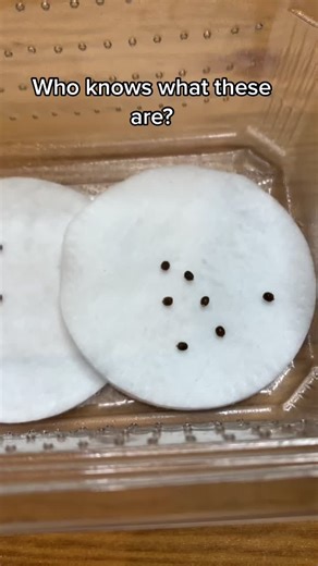 Meet the Newbies: Baby Indian Stick Insects Hatching in India