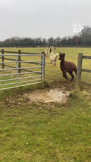 19M views · 3.5K reactions | Fun Animal Fact: Puddle Jumping is an extreme sport for alpacas! | The Pet Collective | Facebook