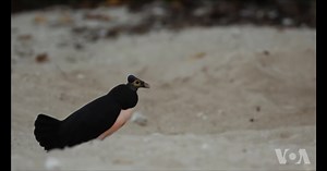 野生动物保护者介绍方法，挽救濒危物种