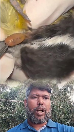 🩺 Expert Botfly Removal: Saving a Baby Bird from Parasites