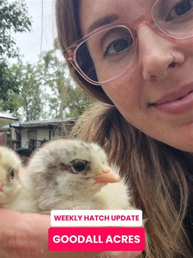 Autumn Breeding Updates: Dark Brahma Chicks Hatch