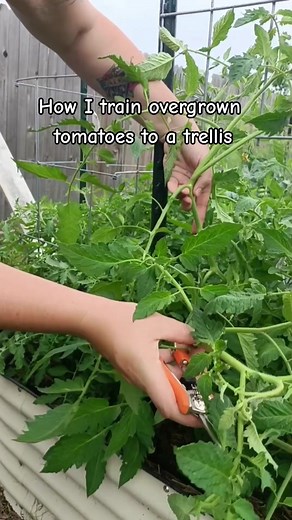 Pruning indeterminate tomatoes for better air flow, fruit production and training them to the trellis! You can pinch every sucker and stress about over pruning but in the end the tomatoes will grow how they want. Stay on top of things so you don't have to do what I did and you'll get a great harvest! #tomatoes #growingtomatoes #texasgarden #gardentips #pruningtomatoes #tomatotrellis
