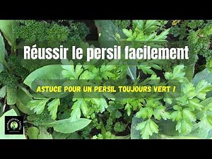 Parsley: Growing it easily and without mistakes