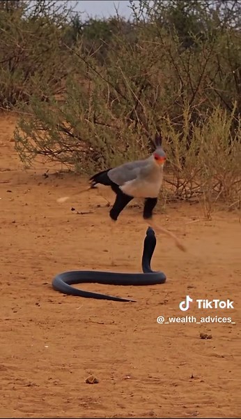 The bird danced The Cobra rose Neither blinked #wildlifedocumentaries #africanwildlife #wildlifechase #wildlife #foryoupage