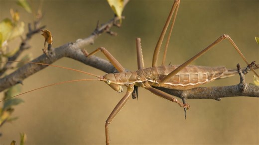 Une scène inattendue filmée par une caméra cachée en forêt