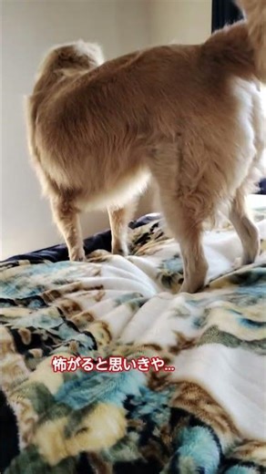 ピョーン！ #にゃいるどはーと #保護犬 #ひつじ #嗚呼みんなの動物園 #赤井英和 #ゴールデンレトリバー