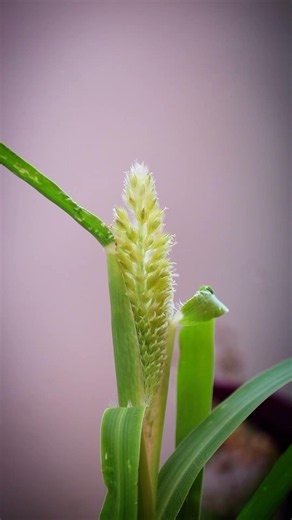 Close-up of Stunning Grass Spikes