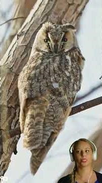 Today's north wind made the long-eared owl hairstyle go wild