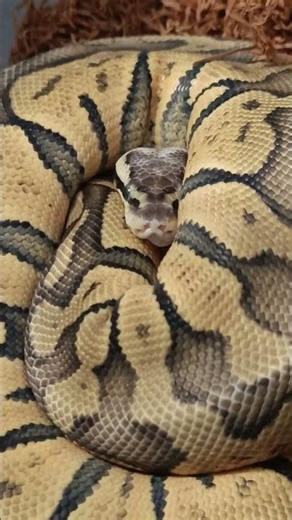 Future Breeder in the Making 🔥🐍 | Superfly OD Chocolate Yearling