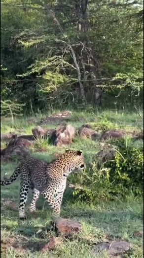 Listen to These AMAZING Leopard Sounds!🐆🎶😱#animals #animallife #journey#entertainment#wildlife #lol