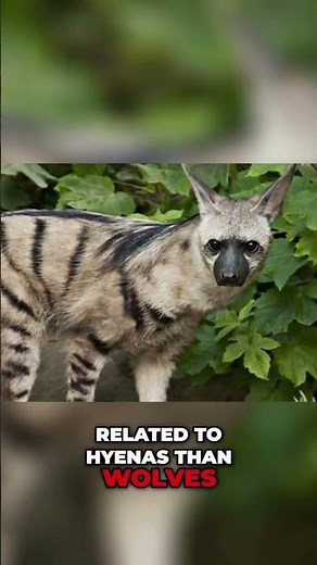 The Aardwolf: Africa's Nocturnal Termite Hunter #animals