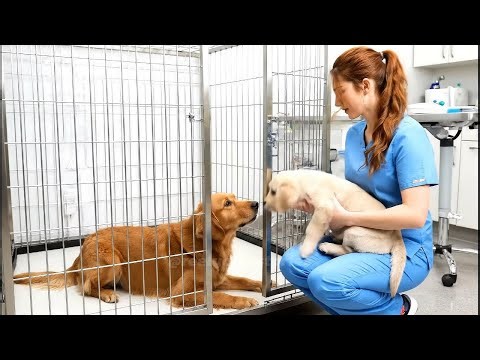 Heartwarming Animal Rescue Story: From Fear to Family! | animal rescue