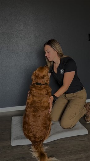 What if your dog’s behavior isn’t the problem, but their nervous system is? Dog Somatics is the study and practice of how a dog’s body holds, processes, and releases stress. It’s based on polyvagal theory and the science of how the vagus nerve regulates safety, digestion, heart rate, and emotional states. When a dog experiences chronic stress, their nervous system can get “stuck” in fight, flight, or freeze. Traditional training often tries to correct behavior, but Dog Somatics works at the root