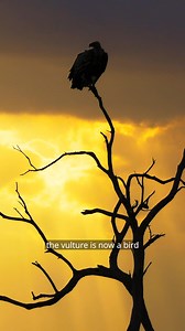 Often misunderstood and dismissed as ugly, ominous, or pests, vultures are in fact one of the most vital species on our planet. They are nature’s clean-up crew, keeping ecosystems, wildlife, and even humans safe from deadly diseases ♻️❗ 🦅 Arojinle, researcher, broadcast journalist, and Wild Africa ambassador, explains that a lack of knowledge about these birds is the reason many people don’t understand their importance. Vultures are apex scavengers that feast on rotting carcasses in large numbe