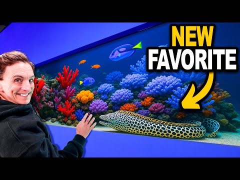 I Got The Coolest New Animals For My Zoo & Aquarium!