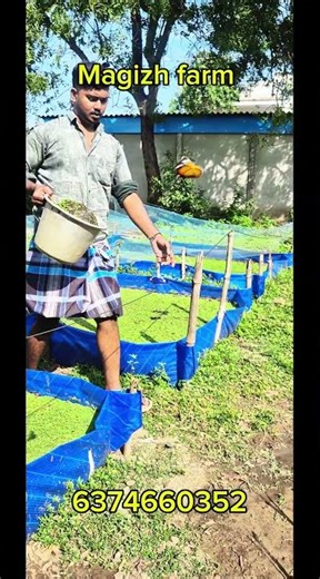 Asola Farming in Tamil |Azolla Benefits | Nattu Kozhi Feed | Low Budget Farming Idea #Azolla #Asola