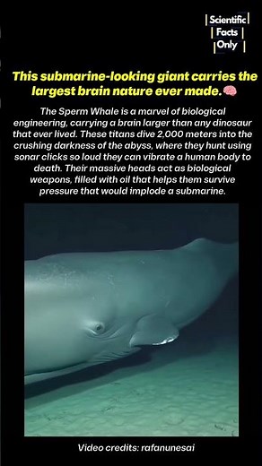Living Submarine: the creature with biggest brain to ever Exist 🤯💀 #deepsea #science #ocean #scary