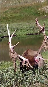 Majestic Elk Shedding Velvet 🦌 | Nature's Incredible Process