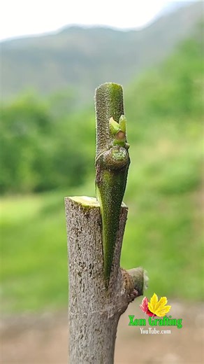 fig grafting, easy grafting, fruit plant ,yellow fig