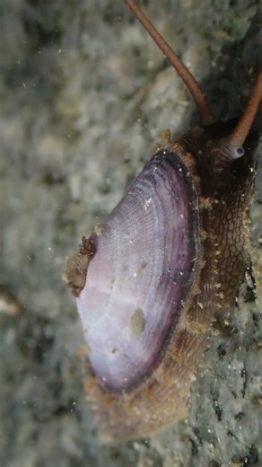 Limpets with a "POOP" Chimney on Their Shell