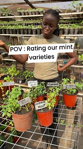 What varieties of mint are you growing We have up to 10 types of mint to choose from . Seedling , fresh harvest and mature potted plants | Cama Gardens