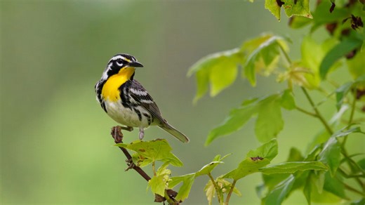 The bird feeder on Amazon that can also beautifully hang flower baskets