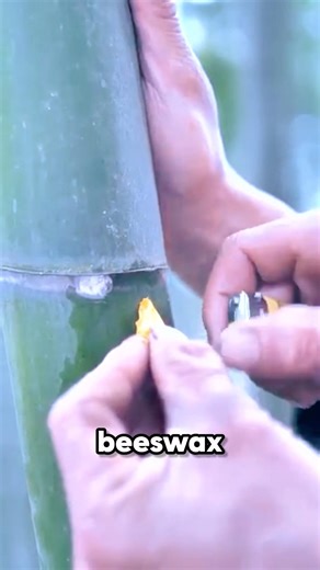 The Living Distillery! Making Wine Inside Live Bamboo