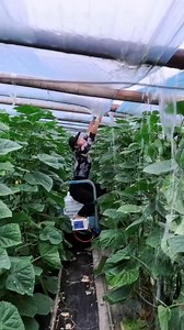 318K views · 469 reactions | "Revolutionizing Indoor Farming with Water Control" #IndoorFarming #SustainableAgriculture #Innovation #WaterConservation #TechInFarming | DealHive | Facebook