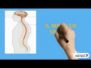 MIDOLLO SPINALE