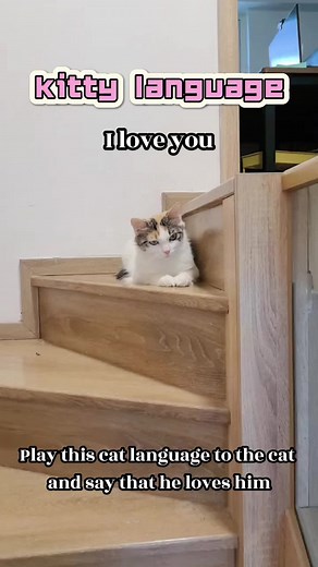 Understanding Cat Language: How to Say 'I Love You' in Cat Language